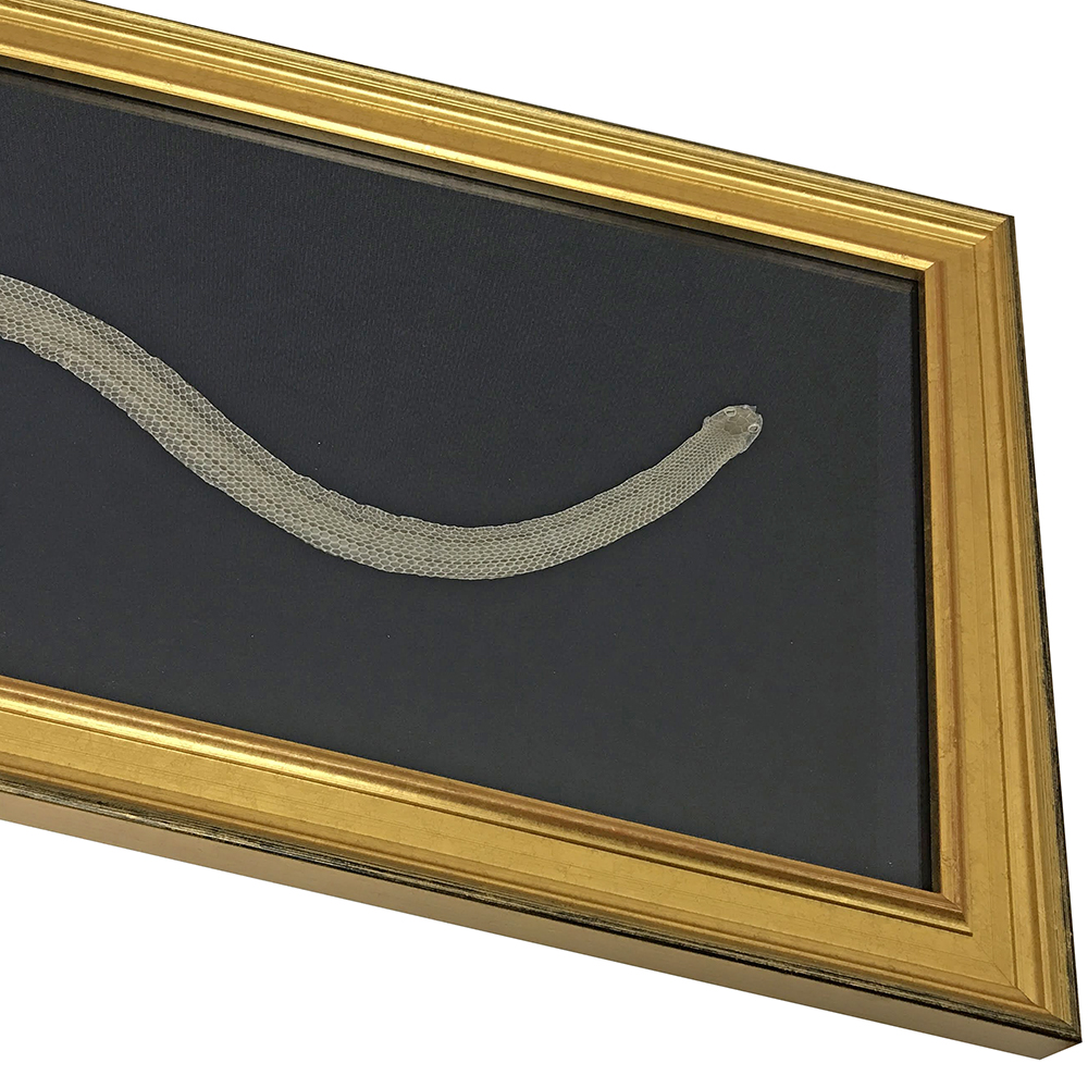 カーブを描いた蛇の抜け殻