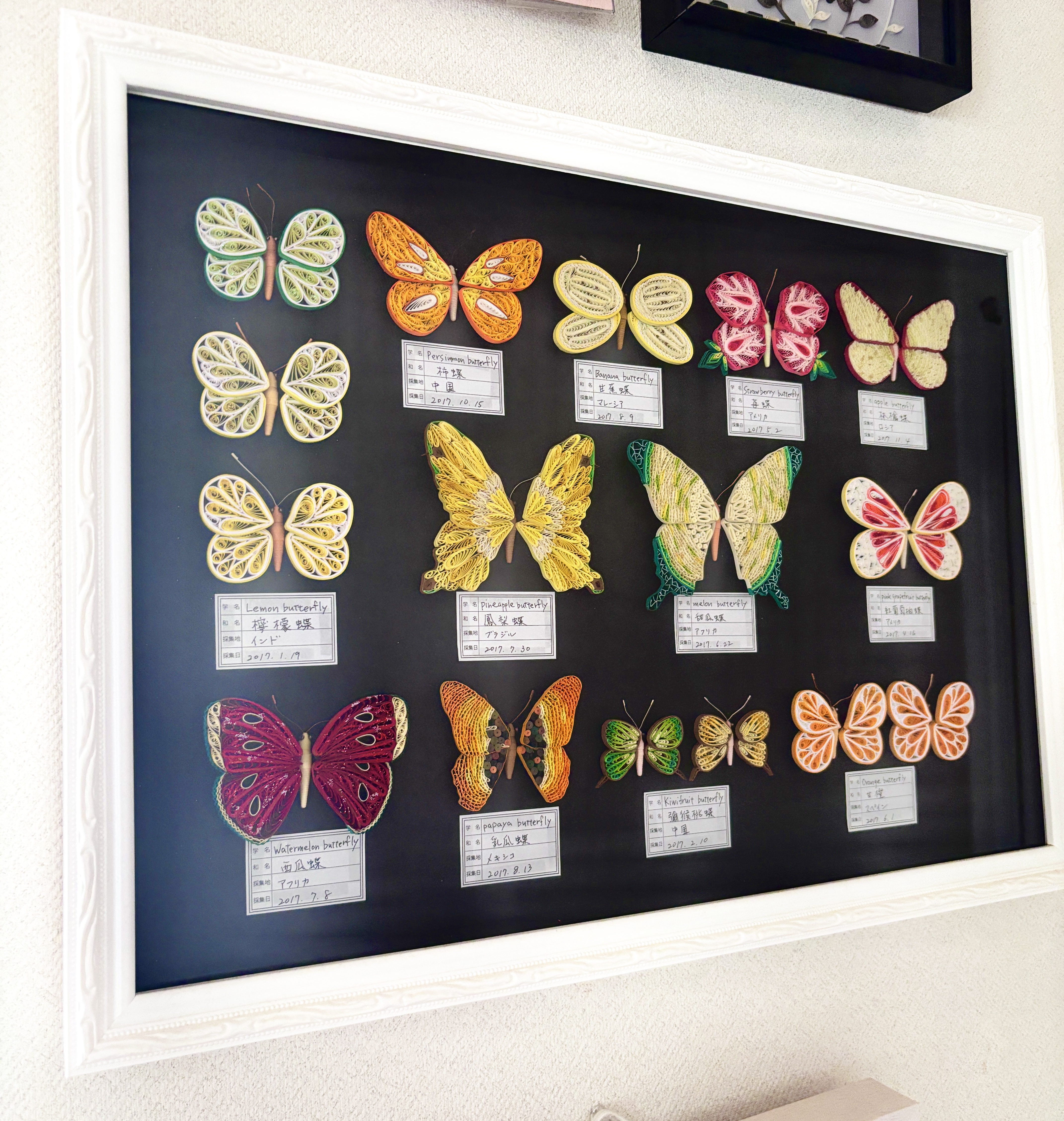 fra-me 蝶々 HAPPYQUILLING